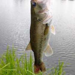 初城北ワンドで40up